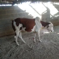 نرگاو بزرگ برای کشتار چاق و تمیز سرحال