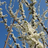 کبوترپشتارنررفته