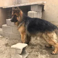 سگ ژرمن شپرد اصل وارداتی