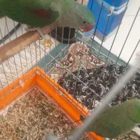 شاه طوطی نر ۴ماهه سخنگو به شرط|پرنده|بیرجند, |دیوار