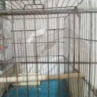 فروش قناری نر|پرنده|بهبهان, |دیوار