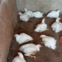 مرغ گوشتی|حیوانات مزرعه|گمیشان, |دیوار
