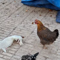 خروس|حیوانات مزرعه|شاهین‌شهر, عطار|دیوار