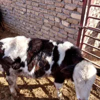 گوساله سیمنتال|حیوانات مزرعه|رامند, |دیوار