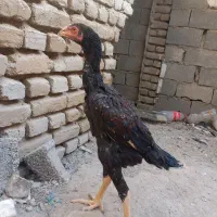 جوجه لاری اوشامو|حیوانات مزرعه|تنکمان, |دیوار