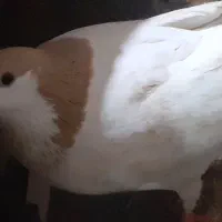 کفترخال وساده