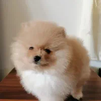 فروش سگ پامرانین خرسی ماده