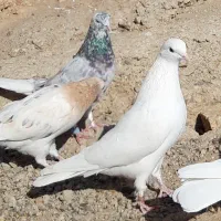 کبوترای اصیل قیمت تو متن نوشتم بخانید تشکر|پرنده|هشتگرد, شهرک اداری|دیوار