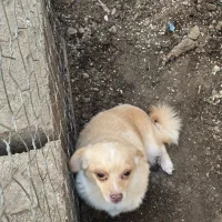 اشپیتز پامر  ماده|سگ|رشت, جانبازان|دیوار