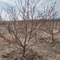 باغچه یا زمین ویلایی ۴۵۰ متر با آب اجاره ای