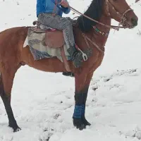 اسب|اسب و تجهیزات اسب‌سواری|تربت جام, یحیی آباد|دیوار