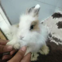 خرگوش فانتزی