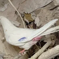 خال زرد مفت گذاشتم