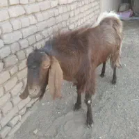 نربز نر قد بلند گوشا دراز|حیوانات مزرعه|بردسکن, |دیوار