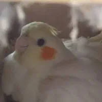 عروس هلندی مولد|پرنده|ملایر, |دیوار