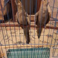 عروس هلندی گمشده