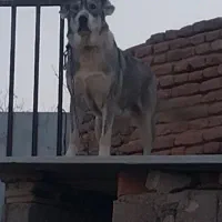 سک سرابی ماده ۱۱ ماهه|سگ|ایلخچی, |دیوار