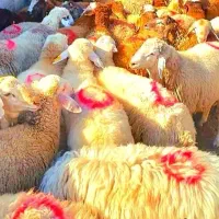 گوسفند زنده اورگانیک عید قربان زیر نظر شهرداری