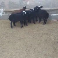 ۱۵راس بره نر و ماده شال