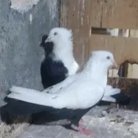 رنگی سینه و دمسیاه وپلاکی