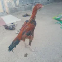 دو عدد لل به همراه یک مرغ