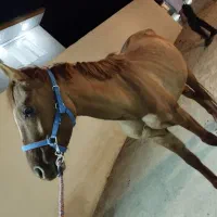 اسب ترکمن پرشی|اسب و تجهیزات اسب‌سواری|خرمدره, |دیوار