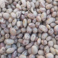 لوبیاچین|خوردنی و آشامیدنی|اردل, |دیوار