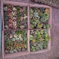 گل و ساکولنت، کاکتوس ، هدیه ،روز دختر ،دانش آموز|گل و گیاه طبیعی|مشهد, رسالت|دیوار