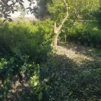 فروش یاس هلندی