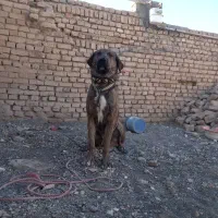 واگذاری پژدر