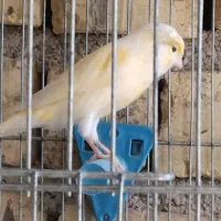 قناری نر و ماده|پرنده|شیراز, شهرک گلها|دیوار