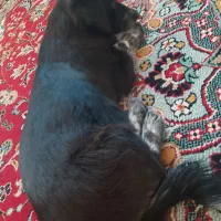 سگ پا کوتاه