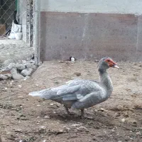 فروش یا معاوضه اردک اسرائیلی نقره ای|حیوانات مزرعه|قائم‌شهر, |دیوار