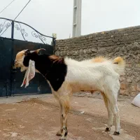 ساورن بز نر