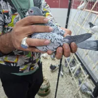 کفتر پلاکی جدید رسید|پرنده|یزد, |دیوار