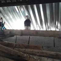 کبوتر طوقی نروماده