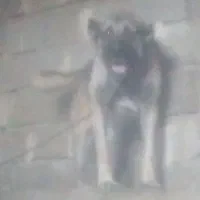 سگ سرابی از جنسه پله|سگ|میانه, |دیوار