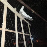 کبوتر هفت رنگ وکله زردفروشی|پرنده|تاکستان, |دیوار