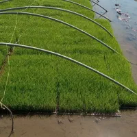 نشا(تیم) برنج هاشمی