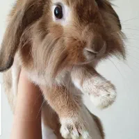 واگذاری خرگوش لوپ|موش و خرگوش|اهواز, زندوکیلی|دیوار