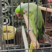 طوطی ملنگو فول دستی سخنگو|پرنده|برخوار, |دیوار