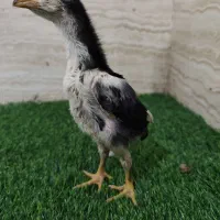 جوجه اوشامو