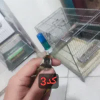 ماده سهره لپ دودی قوی پرزور