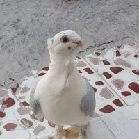 کبوتر دوکت پروانه ای خوشگل