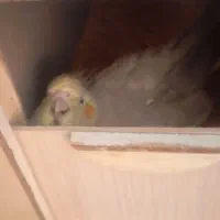 دو عدد عروس هلندی نر و ماده آماده تخم گذاری