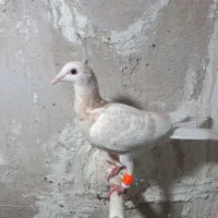 ۲عددزرد هفت رنگ مغلف خطی|پرنده|قزوین, |دیوار