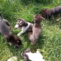 حیوانات خانگی