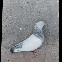 خریدار.   خریدارسینه سبز شب گم کردم