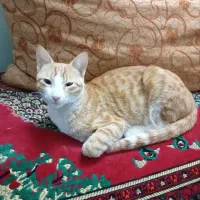 گربه برای واگذاری|گربه|بابل, |دیوار