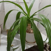 گل وگلدان سوسن